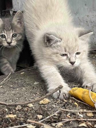 Отдам котенка мальчика