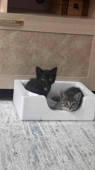Котята