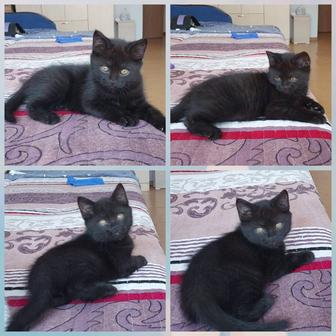 Отдам котенка в добрые руки мальчик