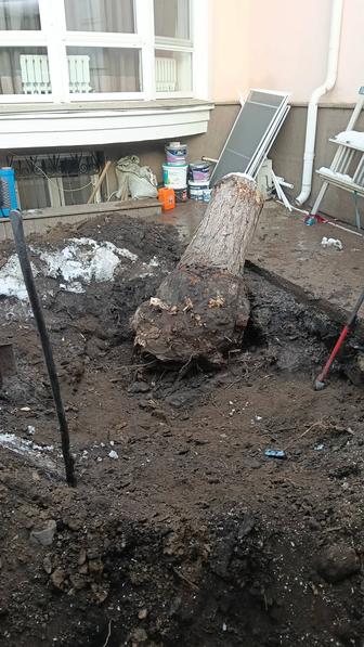 Выкорчевка пней, корчевание, удаление.