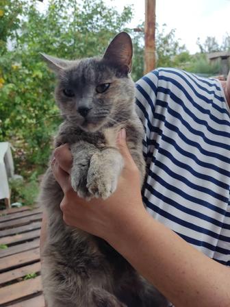 Кошка