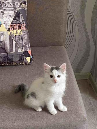 Отдам котенка в добрые руки,к лотку приучен.Возраст 2 месяца,кушает все.