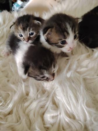 Отдам котят