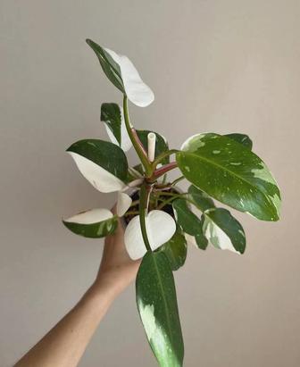 Филодендрон принцесса Вайт