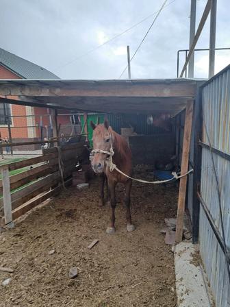 Бие сатылады