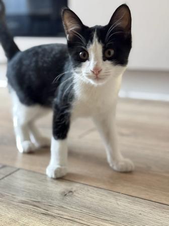 Одам котенка в добрые руки