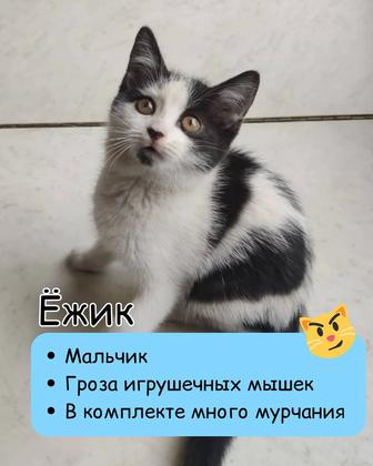 Котенок 2 месяца мальчик ищет дом!