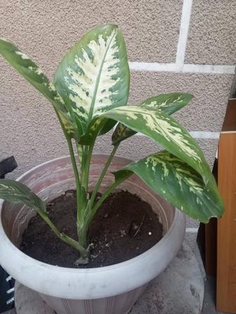 Продам цветы комнатные.