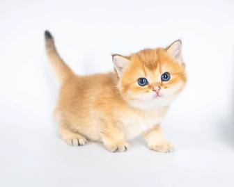Золотой британский котенок