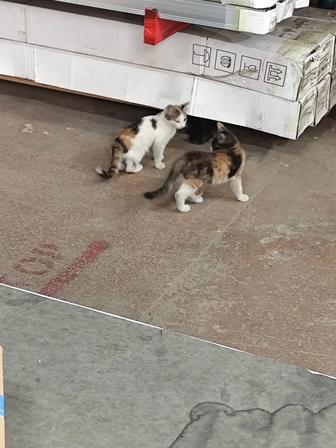 Котята