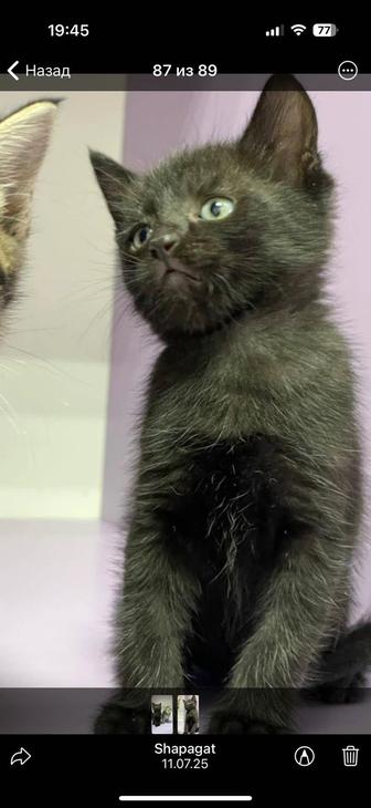 сет из котят (котята бесплатно)