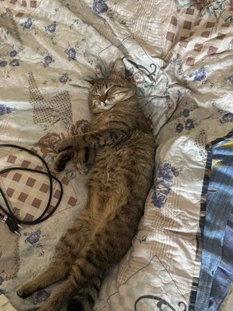 Кошка