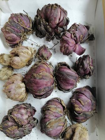 Клубни Лилии