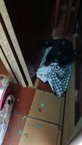 Котёнок срочно ищет дом