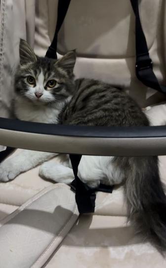 отдам котенка в добрые руки