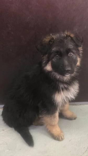 Щенки немецкая овчарка