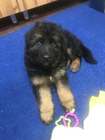 Щенки немецкая овчарка