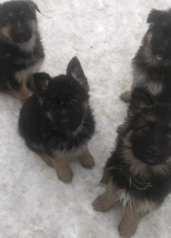 Щенки немецкая овчарка