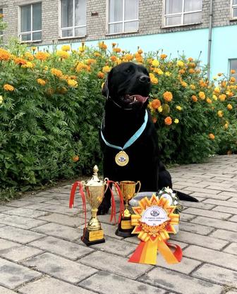 Предлагается для вязки кобель лабрадора ретривера.