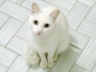 Котенок кошка кот