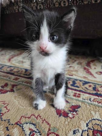 Домашние котята