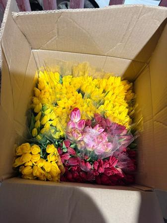Продаем оптом и в розницу свежие тюльпаны
