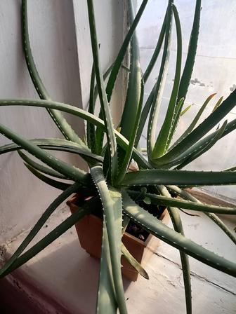 Продам алоэ вера