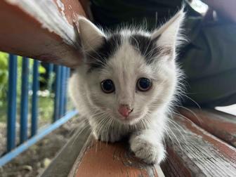 Котенка в надежные руки