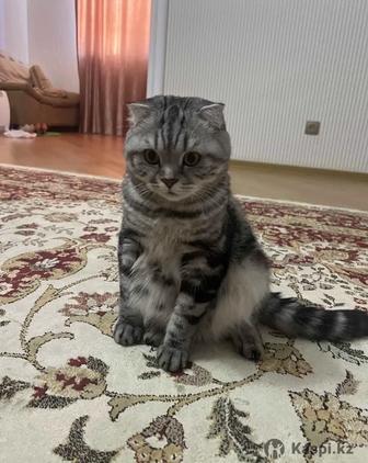 Отдадим шотландского вислоухого кота