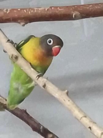 Неразлучники малыши местные 2 мес