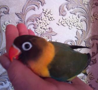 Неразлучники малыши местныетные 2 мес