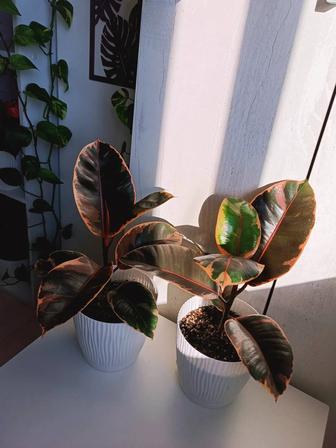 Фикус Белиз(пересажен)