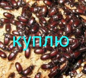 Куплю жука знахаря