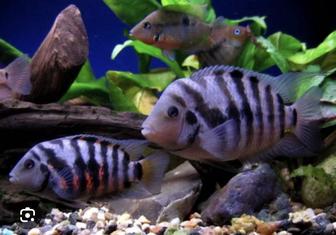 Рыбки аквариумные полосатики