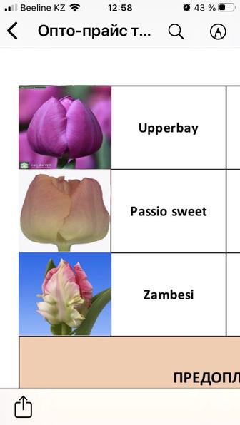 Тюльпаны оптом к 8 марта