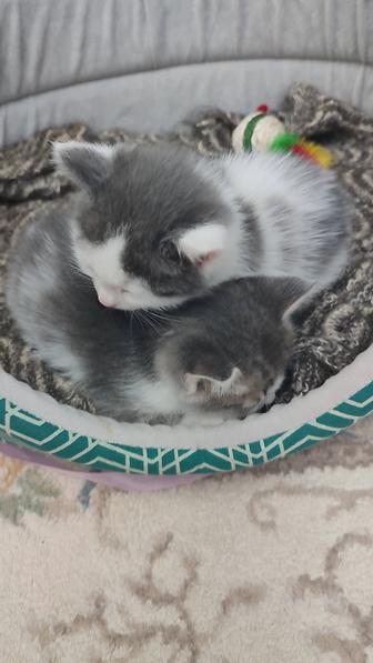 Отдам котят в добрые руки