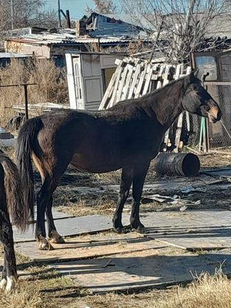 Обменяем жеребую буаз кобылу