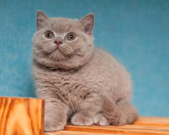 Британские короткошерстные котята лилового и голубого окрасов