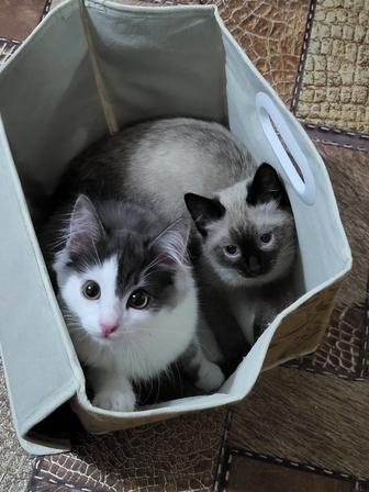 Нужна передержка для кошечек