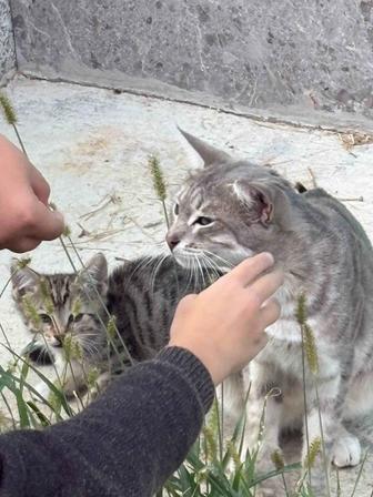 Кошка мама и котенок