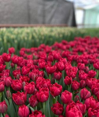 Продажа тюльпанов