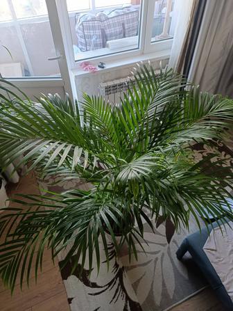 Дипсис комнатные цветы.