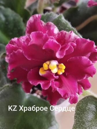 Сортовые фиалочки