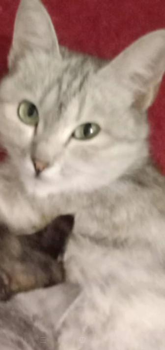 Пропала кошка серая помогли потерятса помогите найти пожалуйста вознагражде