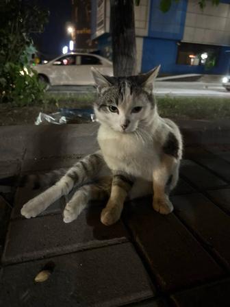 Кошка в поисках дома