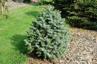 Продам саженцы сеянцы ель голубая ёлка сосна дуб рябина кедр липа берёза