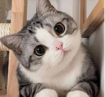 Домашний отель длякошек