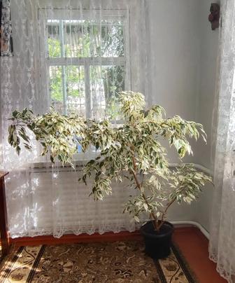 Фикус Бенджамина