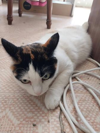 Кошка Муся