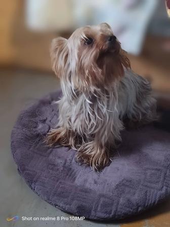 Продам йорка девочка